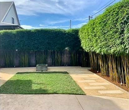 Bamboo Screening for Inner Suburb Privacy
