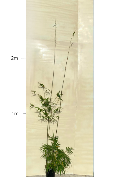 Gracilis (Bambusa Textilis Gracilis)