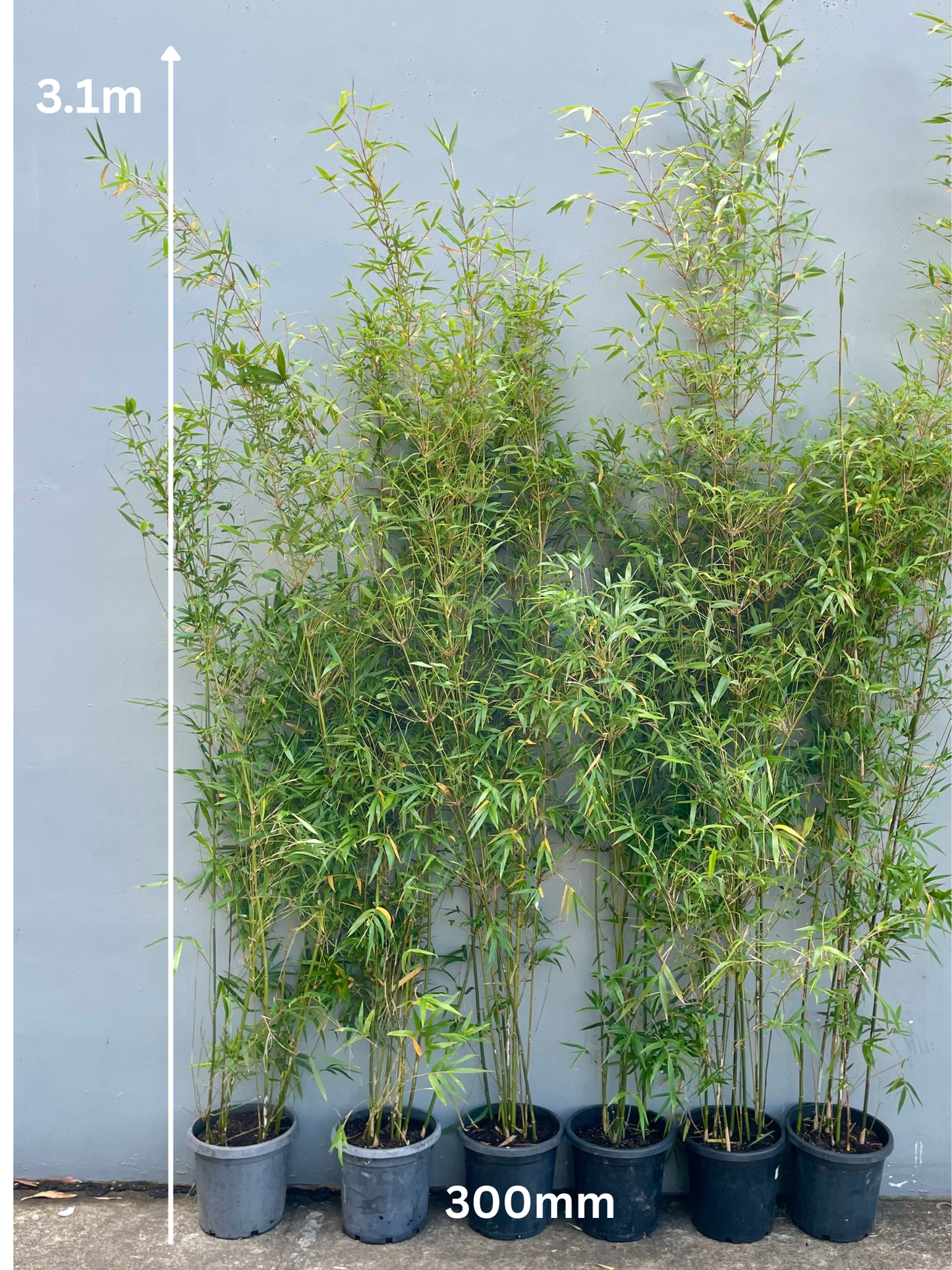 Gracilis (Bambusa Textilis Gracilis)