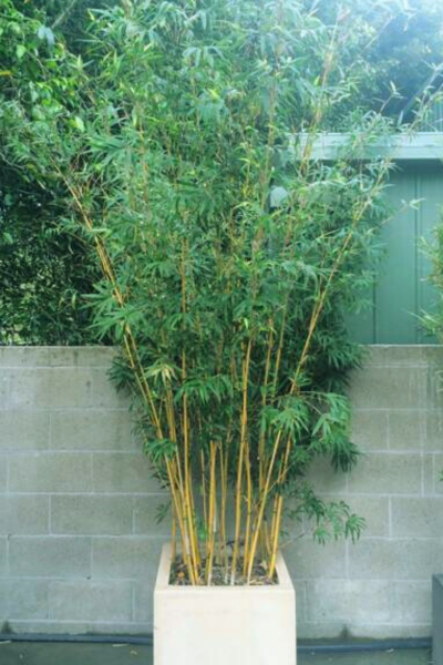 Alphonse Karr (Bambusa Multiplex Variegated)