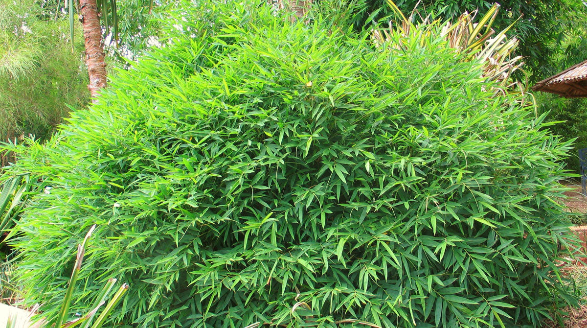 Chinese Dwarf Bamboo (Bambusa Guangxiensis): Lush Oasis Tips