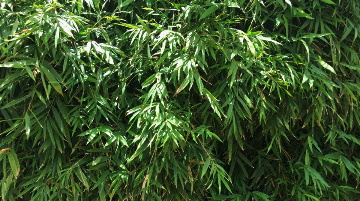 Chinese Dwarf (Bambusa Guangxiensis)