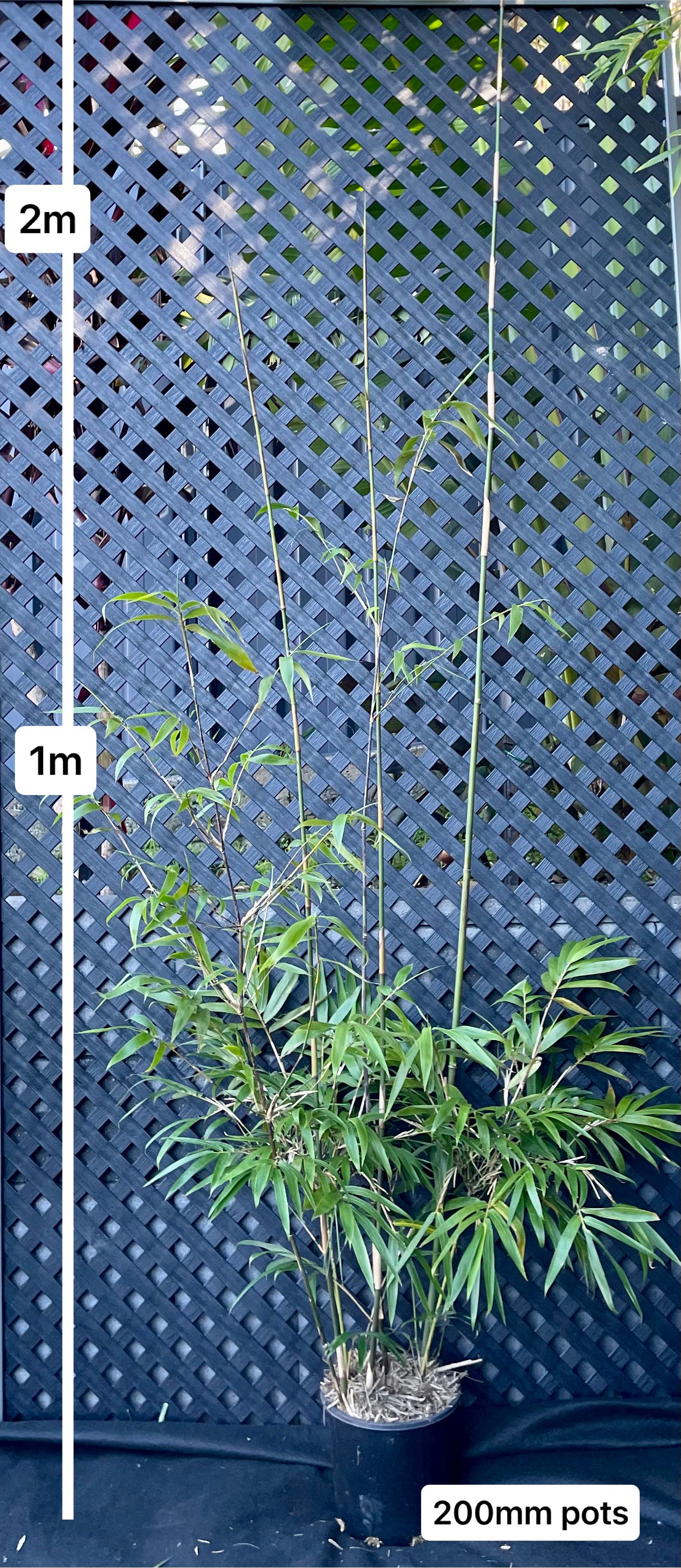 Gracilis (Bambusa Textilis Gracilis)