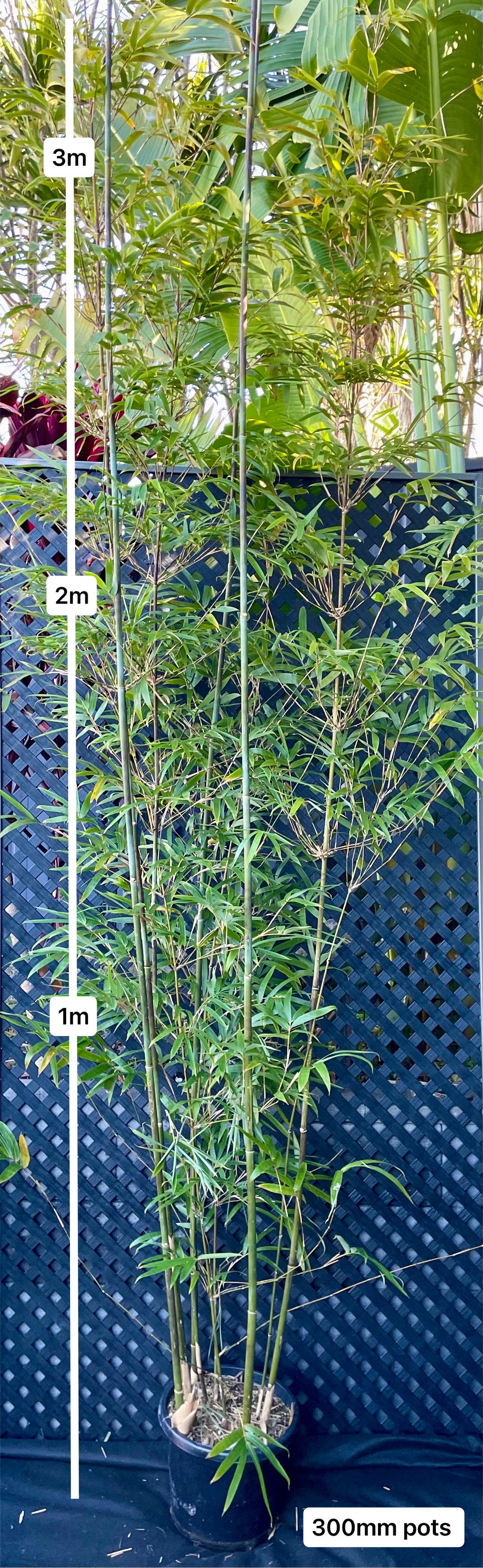 Gracilis (Bambusa Textilis Gracilis)