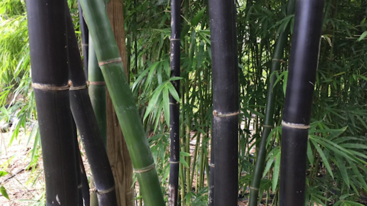 Timor Black (Bambusa Lako )