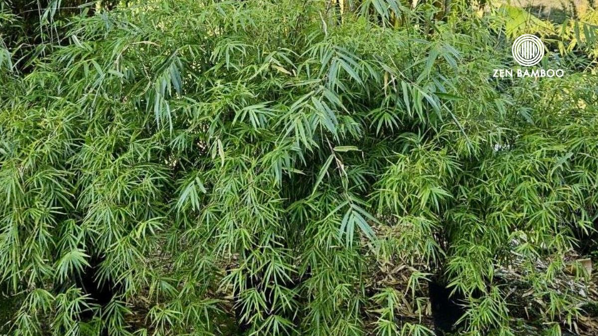jade bamboo plant Purple Jade (Drepanostachyum khasianum) – Zen Bamboo