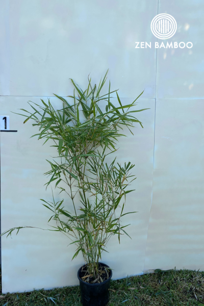 Malay Dwarf Variegated (Bambusa Heterostachya CV Variegated)