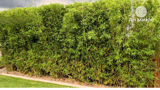 Goldstripe Bamboo – The Smart Alternative to Gracilis for Narrow Gardens