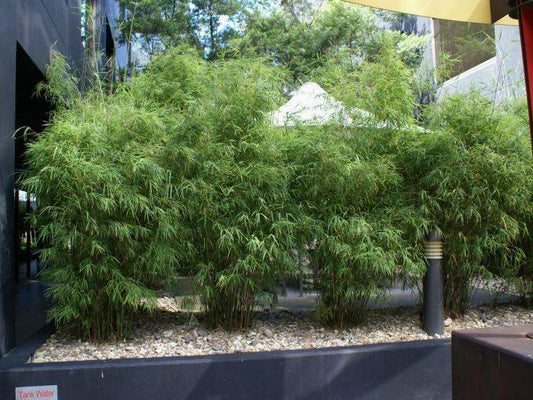 Bamboo Solutions for Time Poor Gardeners