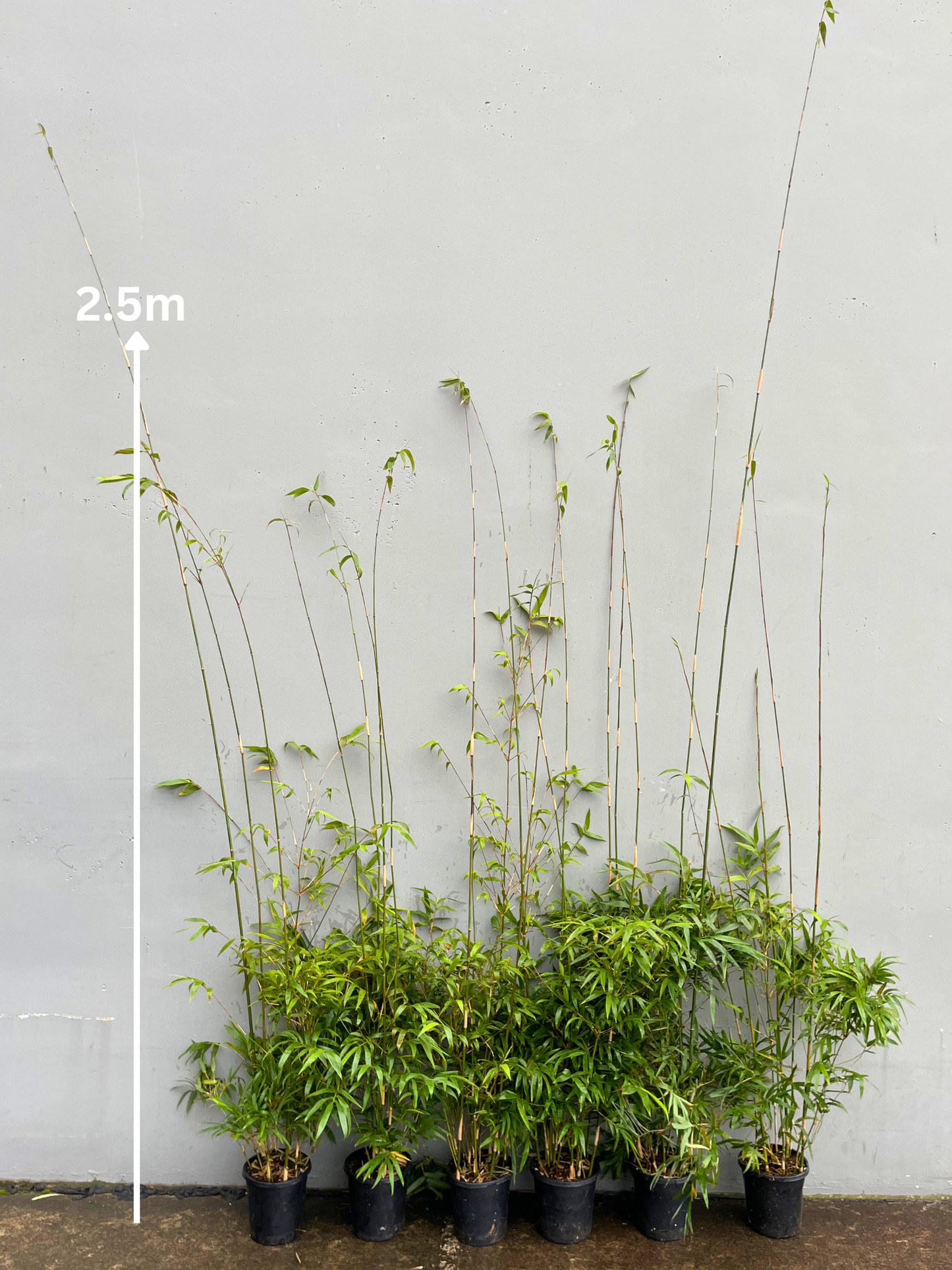 Gracilis (Bambusa Textilis Gracilis)