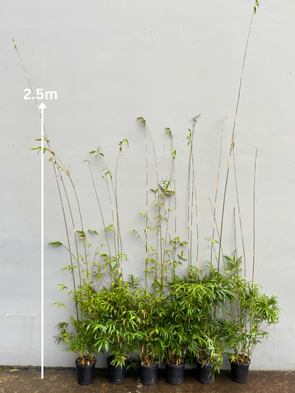 Gracilis (Bambusa Textilis Gracilis)