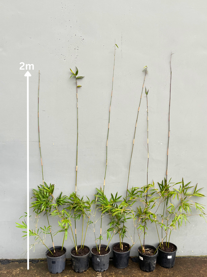 Gracilis (Bambusa Textilis Gracilis)