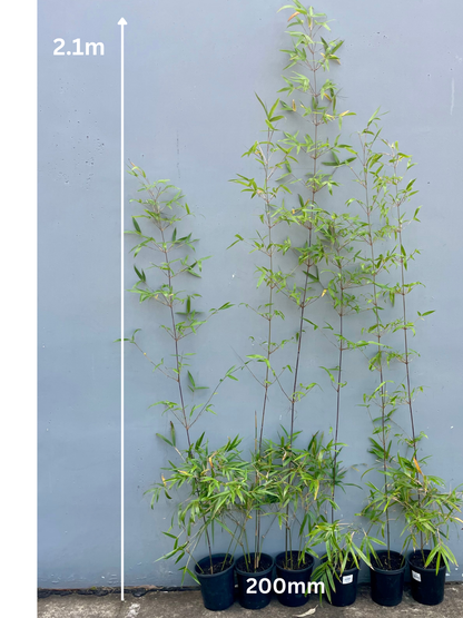 Gracilis (Bambusa Textilis Gracilis)