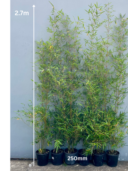 Gracilis (Bambusa Textilis Gracilis)