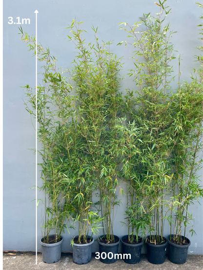 Gracilis (Bambusa Textilis Gracilis)