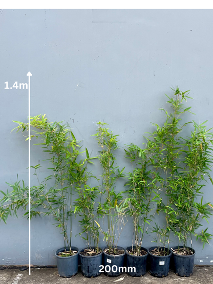 Goldstripe (Bambusa Multiplex Goldstripe)