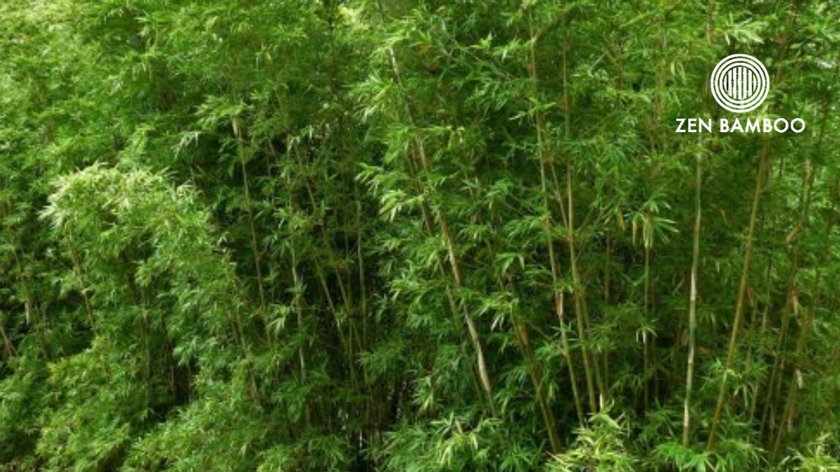 Boniopsis (Bambusa boniopsis)