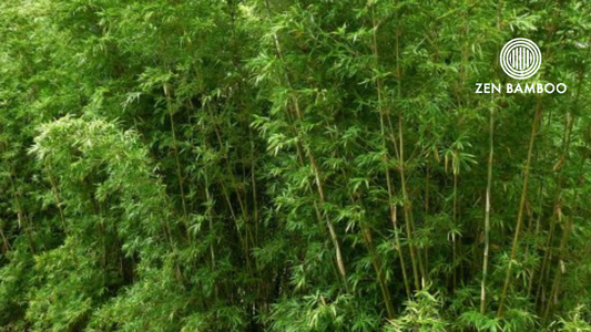 Boniopsis (Bambusa boniopsis)