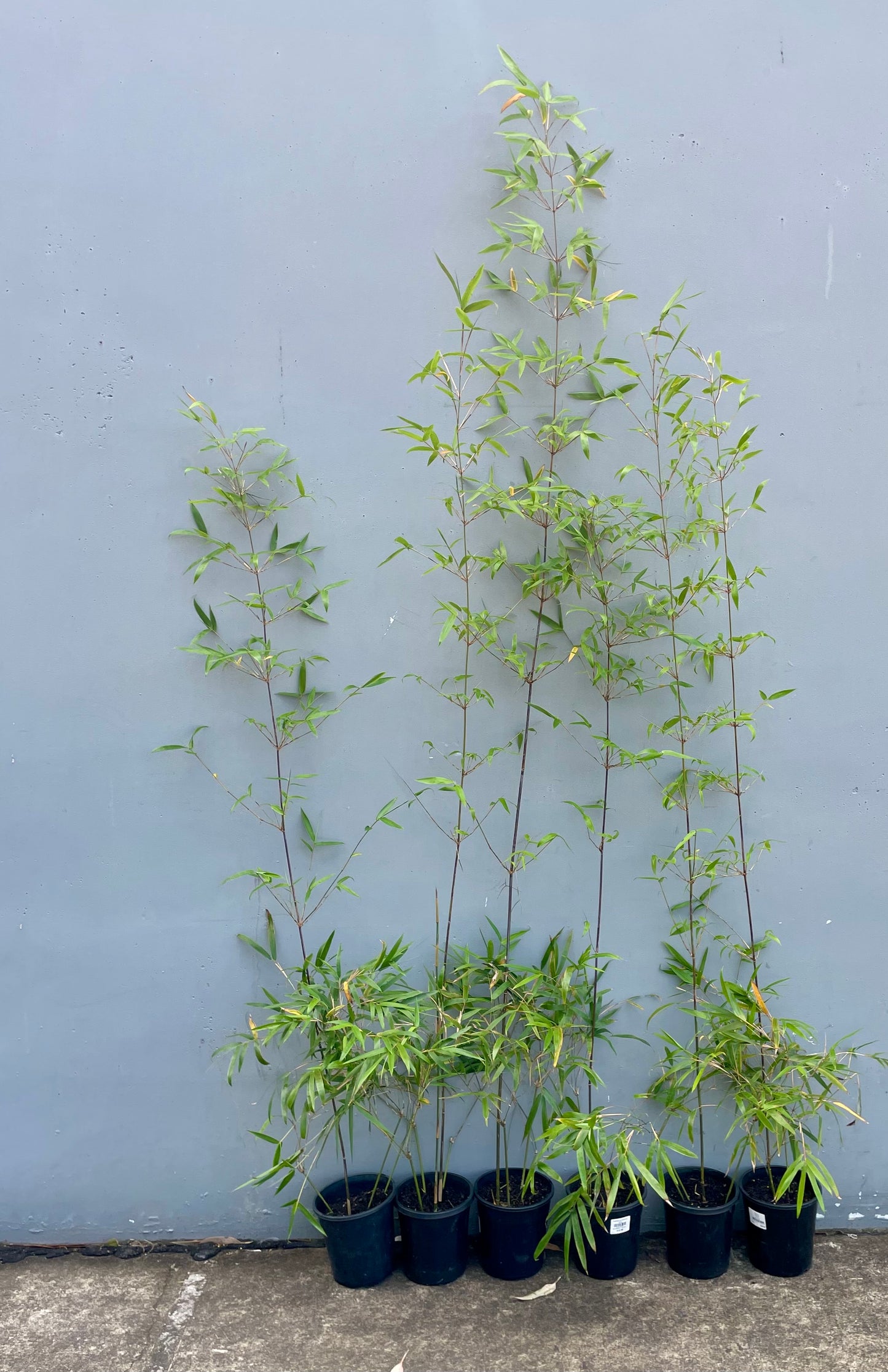 Gracilis (Bambusa Textilis Gracilis)