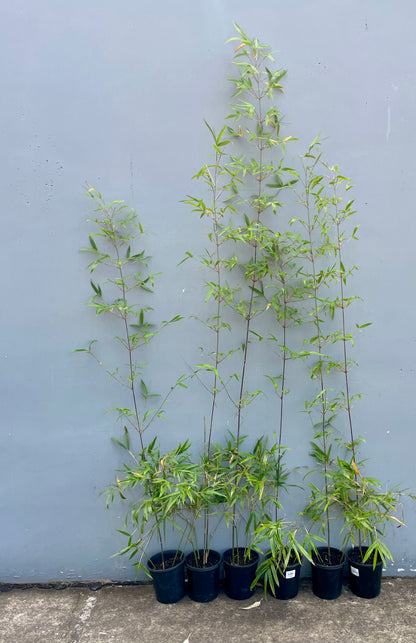 Gracilis (Bambusa Textilis Gracilis)