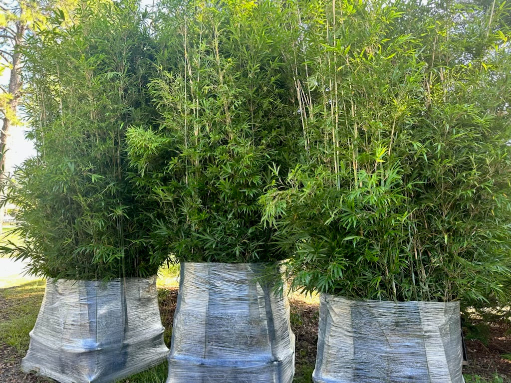 Gracilis (Bambusa Textilis Gracilis)