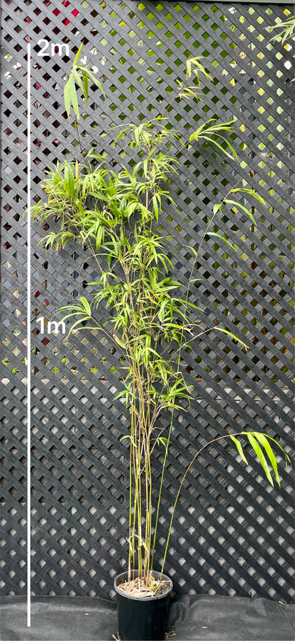 Purple Jade (Drepanostachyum khasianum)