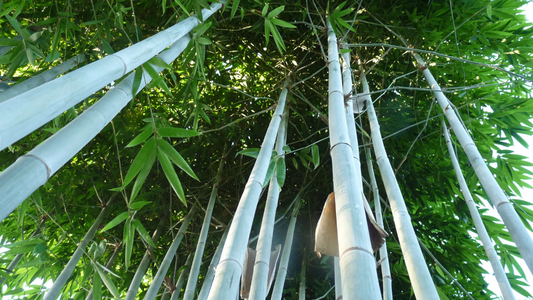 Ghost (Dendrocalamus minor 'Amoenus')